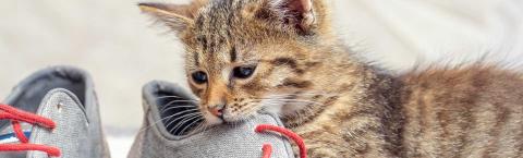 A small tabby kitten bites a shoe.