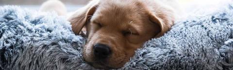 Puppy sleeping in blue dog bed.