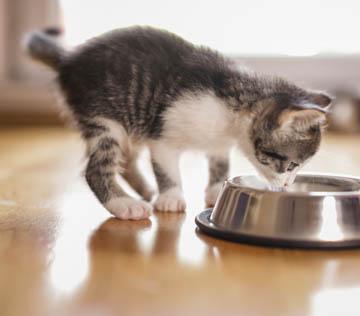 kitten eating mobile