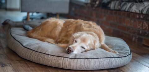 Senior-Golden-Retriever Resting-on-Dog-Bed