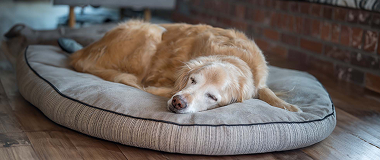 Senior-Golden-Retriever-Resting-On-Dog-Bed