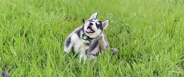Cute-Husky-Puppy-Scratching-on-Grass