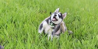 Cute-Husky-Puppy-Scratching-Ears-Grass