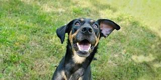 Funny-Happy-Dog-Backyard
