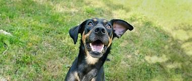 Funny-Happy-Mixed-Breed