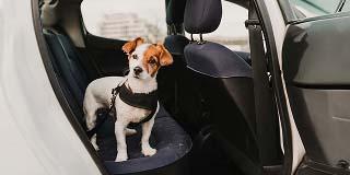 Cute-Small-Jack-Russell-Dog-Car-Standing-Back-Seat
