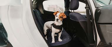 Cute-Small-Jack-Russell-Dog-Standing-Back-Seat