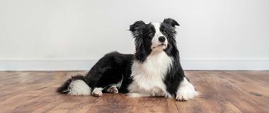 Border-Collie-Dog-Looking-Attentive-With-Ears-Up