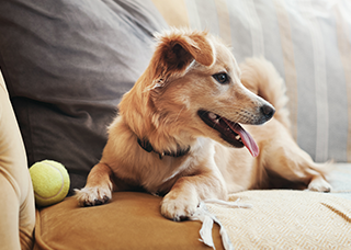 How dog dogs get fleas - moible