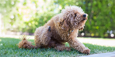 How to know if your dog has fleas - mobile