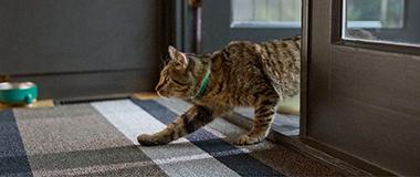 cat_walking_through_doorway
