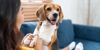 Girl-cuddling-joyful-Beagle-pup