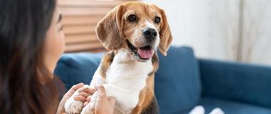 Girl-cuddling-joyful-Beagle-pup