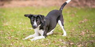  Black-and-white-puppy-playing-on-grass