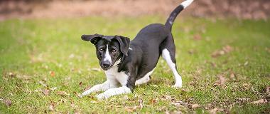  Black-and-white-puppy-playing-on-grass