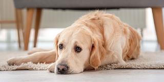 Golden-Retriever-dog-resting-on-floor