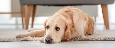 Golden-Retriever-dog-resting-on-floor