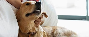 close-up-Golden-Retriever-being-stoked-by-his-owner