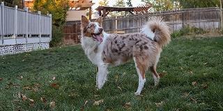 Australian-Shepherd-in-a-fenced-backyard 