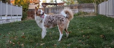 Australian-Shepherd-in-a-fenced-backyard 
