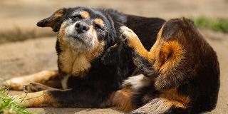 A-small-senior-dog-vigorously-scratching-its-ear