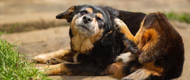 A-small-senior-dog-vigorously-scratching-its-ear