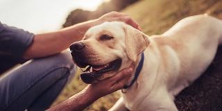 A-happy-yellow-Labrador-being-stroked-by-its-owner.