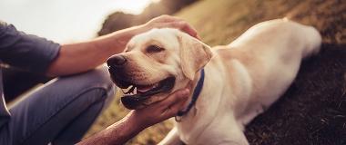 A-happy-yellow-Labrador-being-stroked-by-its-owner.