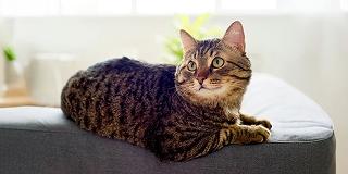 A-tabby-cat-is-lying-on-a-light-grey-fabric-sofa