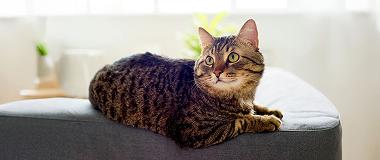 A-tabby-cat-is-lying-on-a-light-grey-fabric-sofa