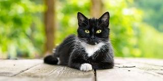 A-tabby-cat-is-lying-on-a-light-grey-fabric-sofa