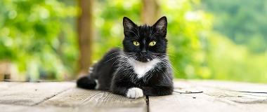 A-tabby-cat-is-lying-on-a-light-grey-fabric-sofa