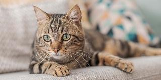 A-tabby-cat-is-lying-on-a-light-grey-fabric-sofa