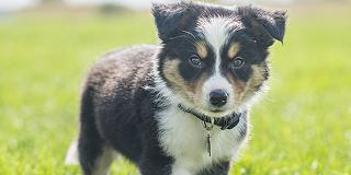 Cute-puppy-dog-standing-in-green-grass