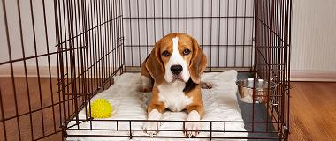 Beagle-puppy-resting-in-open-crate
