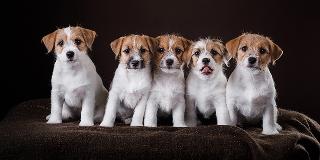 Jack-Russell-puppies-illustrating-the-commitment-and-care-required-when-buying-a-new-dog.