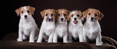 Jack-Russell-puppies-illustrating-the-commitment-and-care-required-when-buying-a-new-dog.