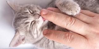 A grey kitten licking a person’s hand