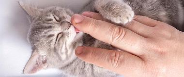 A grey kitten licking a person’s hand