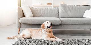 Dog lying on a rug in a living room, an environment where pet owners may check for ticks