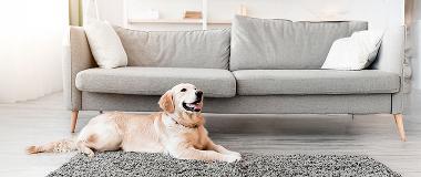 Dog lying on a rug in a living room, an environment where pet owners may check for ticks