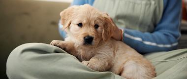 Puppy with new owner, dog ownership readiness in Australia