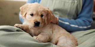  Puppy with new owner, dog ownership readiness in Australia